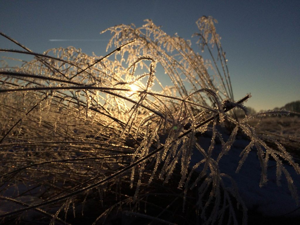 au-im-Februar-Sonne-(1)